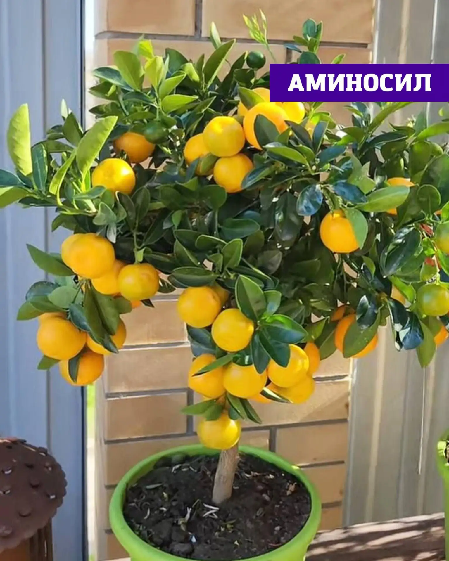 🍋 КОМНАТНЫЕ ЦИТРУСОВЫЕ: КАК НЕ УПУСТИТЬ ГЛАВНЫЙ ПЕРИОД РОСТА  Лето — ключевой этап для цитрусовых 🌿 