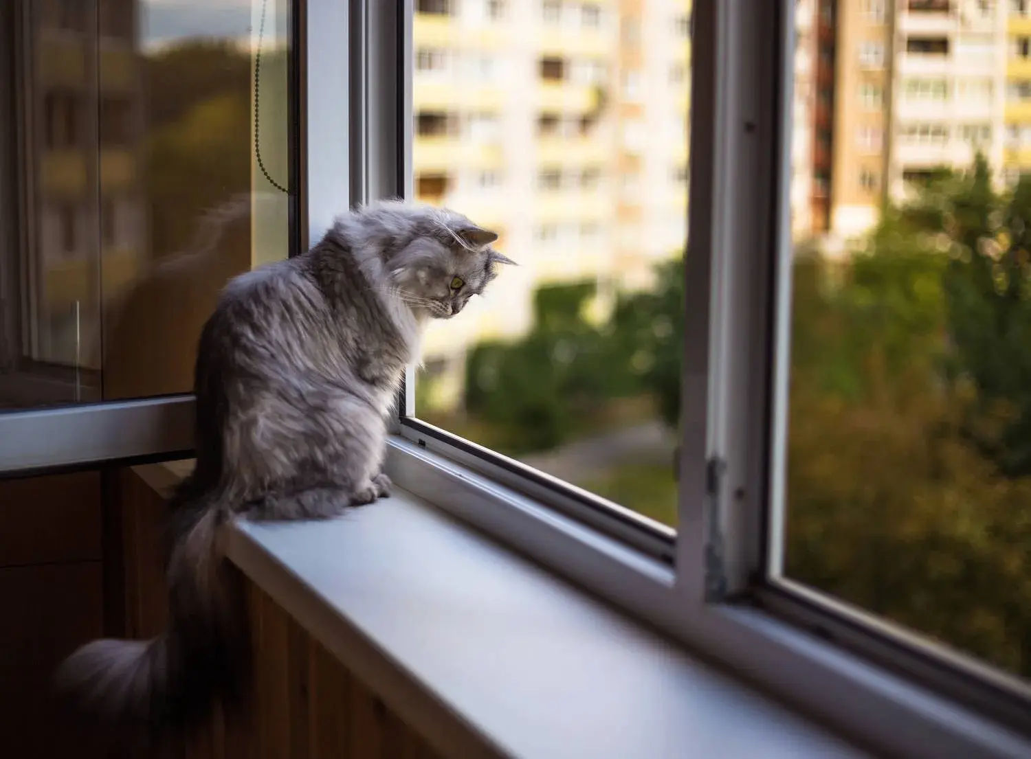 Лето, солнце, жара - одни из причин обращений в государственные ветклиники хозяев кошек...