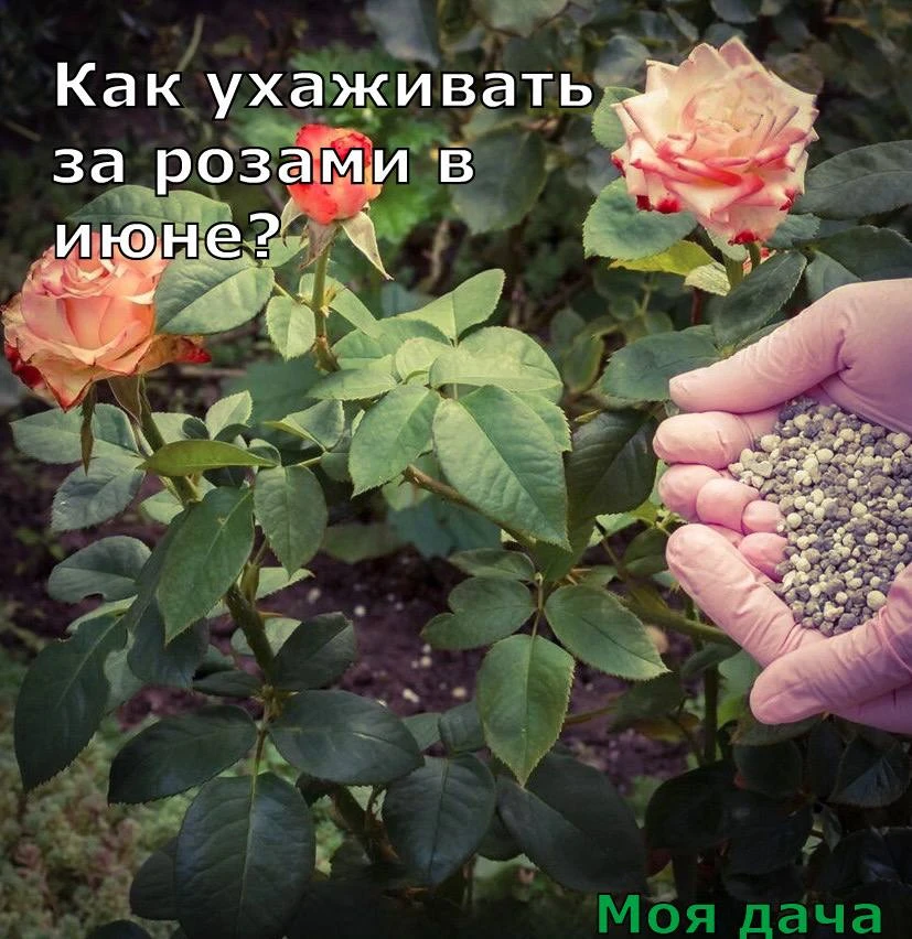 Как ухаживать за розами в июне? 🌹

Уход за розами в начале лета сводится к нескольким простым, но н