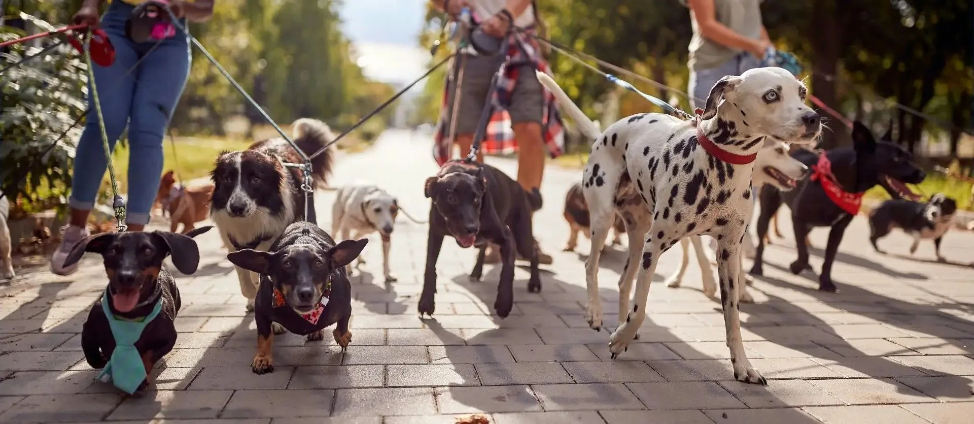 Как гулять с собакой🐶 в ЖК: простые правила для комфортного соседства