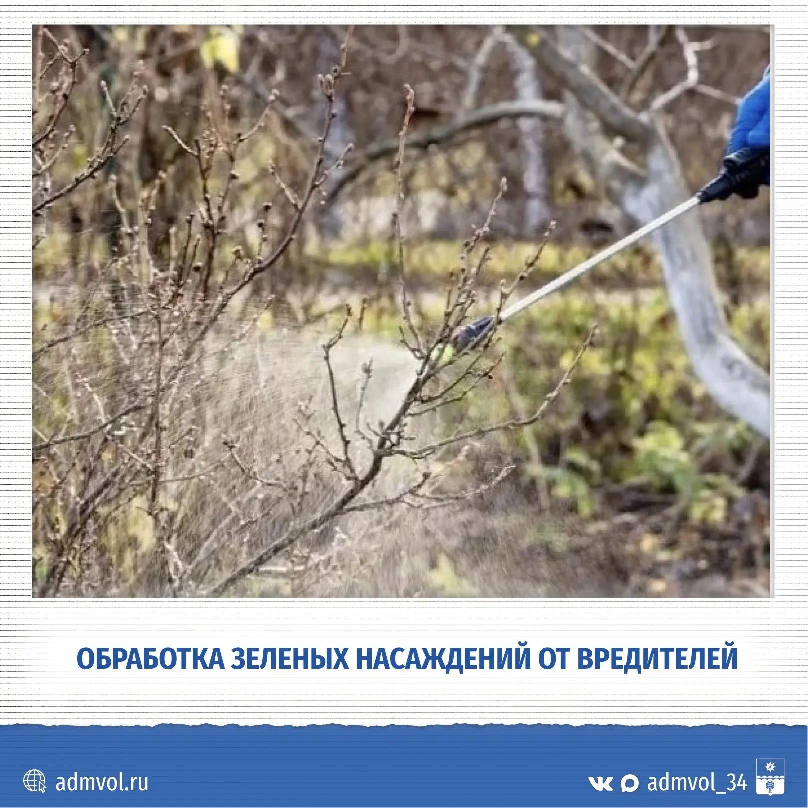 🌳 В Волжском на этой неделе обработают деревья от вредителей