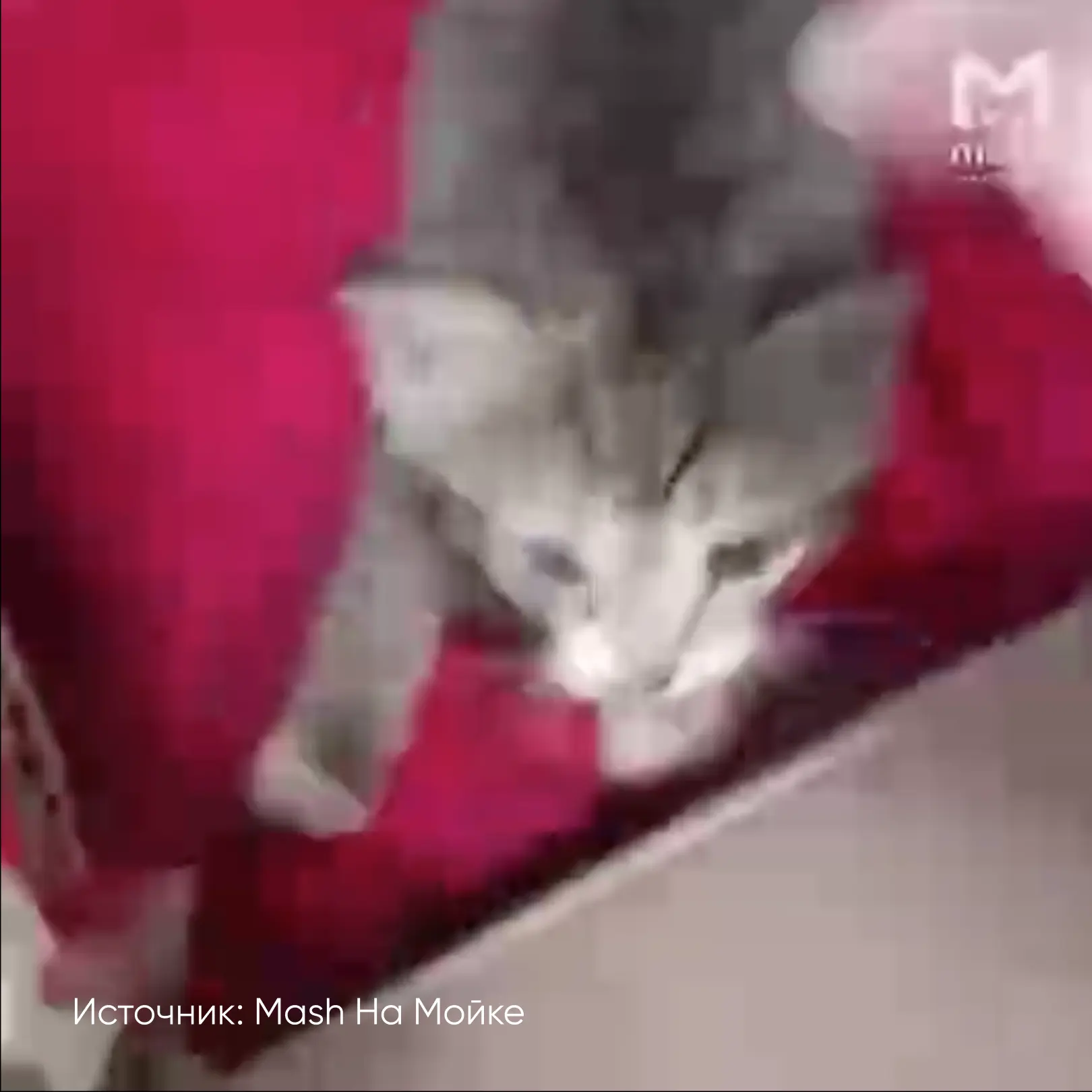 🐾Пенсионерка подкинула котенка на полку с кормом.  Инцидент произошел в продуктовом магазине на углу
