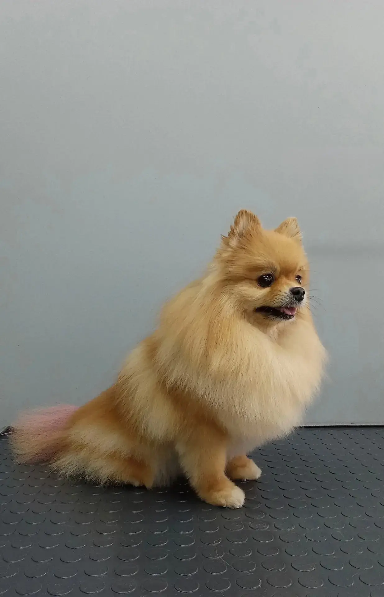 Дарси 🎀