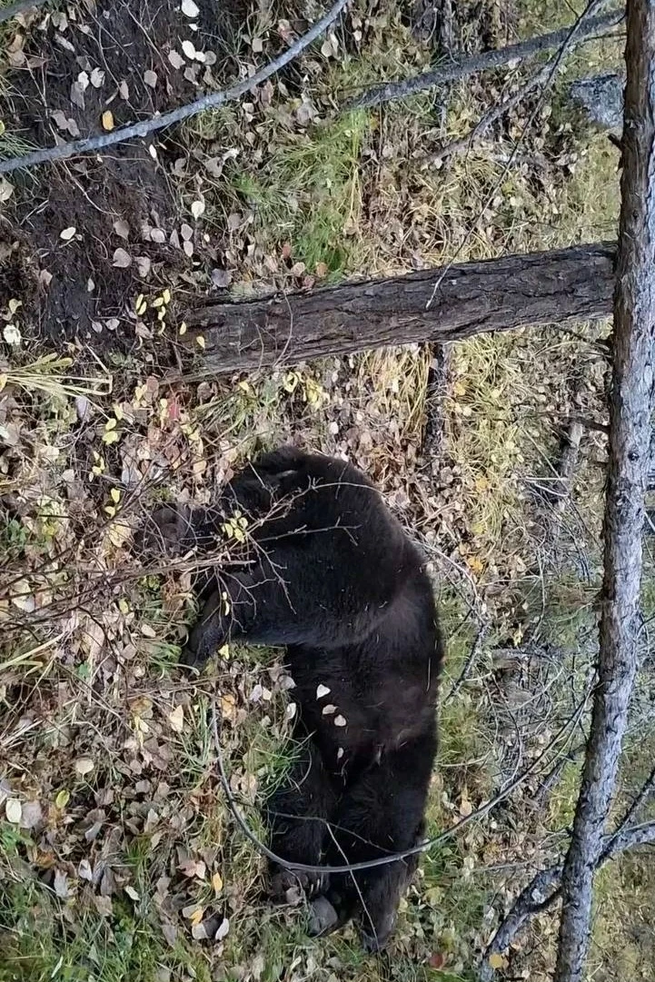 🐻 В Иркутской области медведи за два дня загрызли двоих мужчин