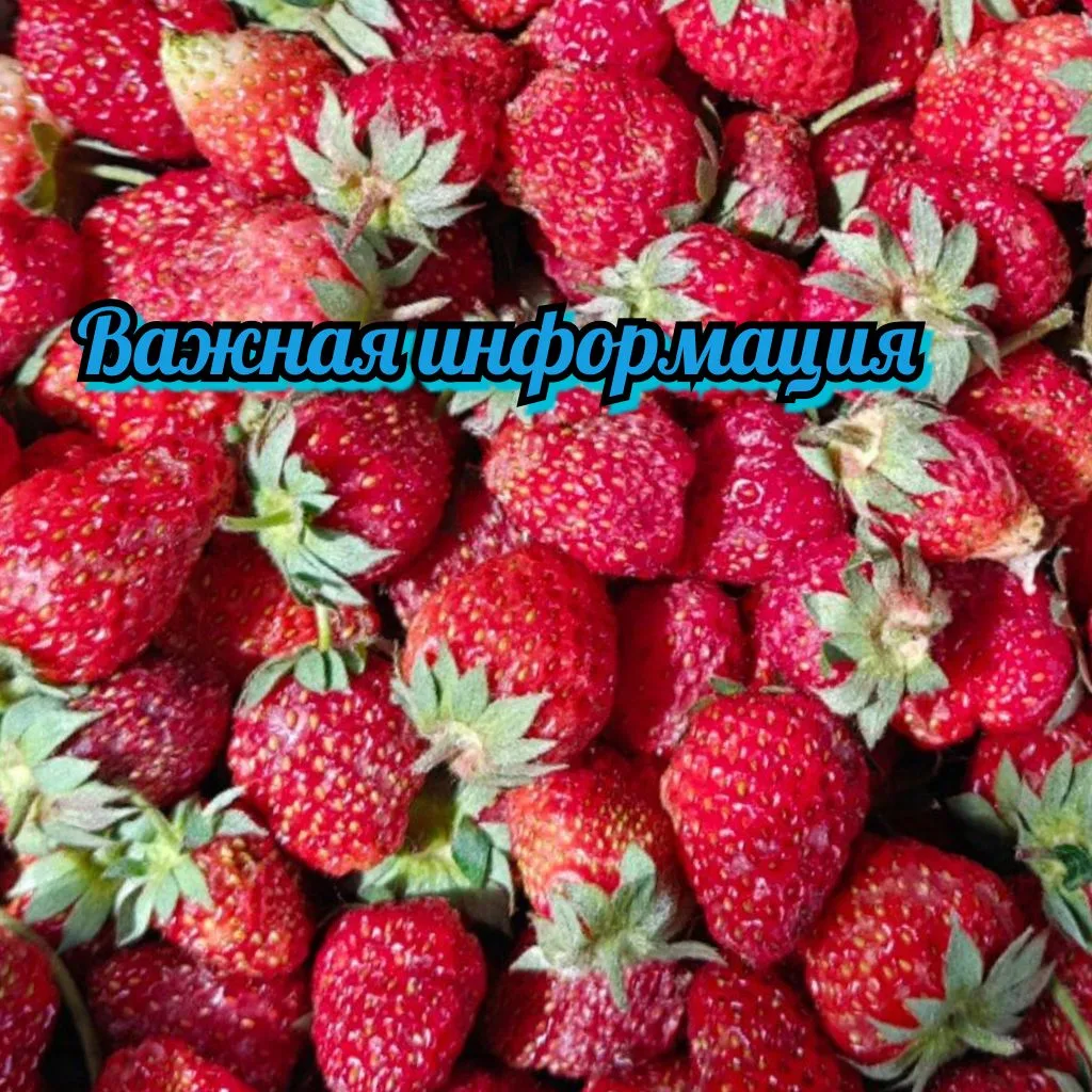 Дорогие друзья информация по клубнике из Киргизии!!

Первый сезон ягод подходит к концу-это значит ч