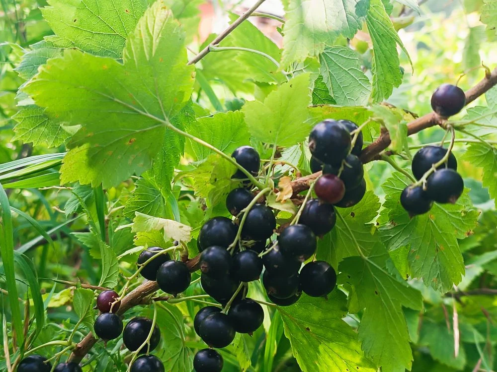 🍓✨ Ягодный день — забота о будущем!