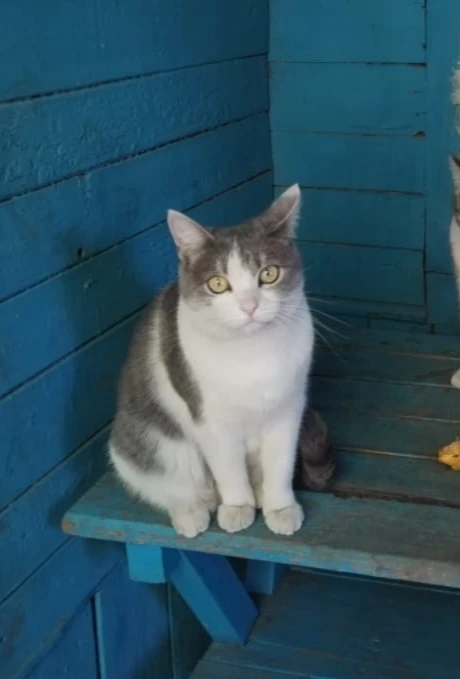 ПОМОГИТЕ НАЙТИ КОШКУ!