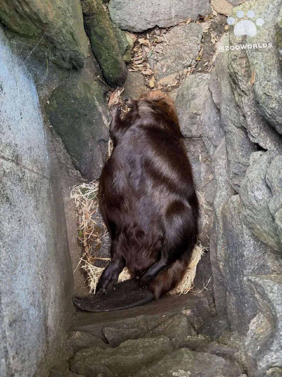 Биопарк Нагасаки (Nagasaki BIOPARK)