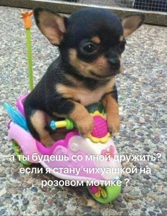 *срочно отправляй своим бро, пусть отвечают