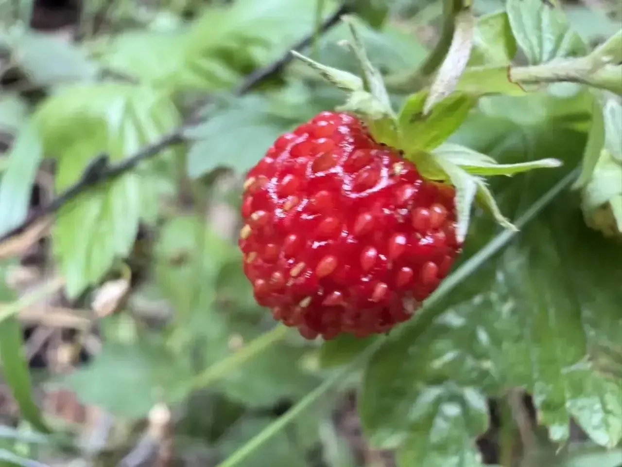 В «Лосином острове» появилась первая земляника 🍓