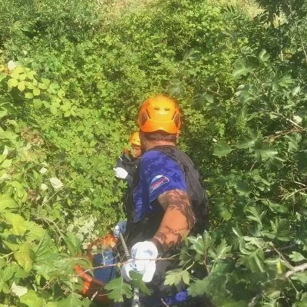 🌿 Житель Сочи застрял в колючих зарослях во время прогулки по лесу и не смог выбраться...