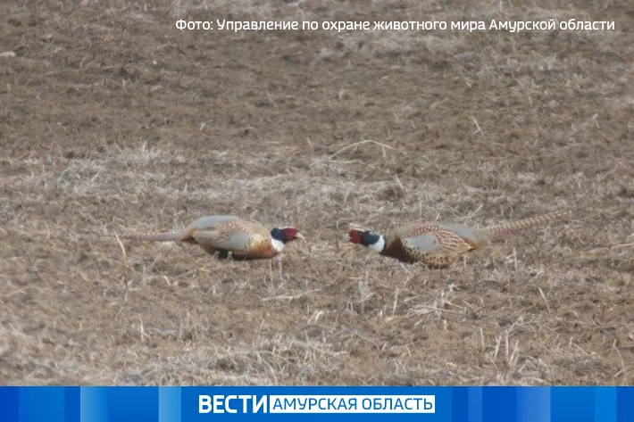 В новом сезоне амурские охотники смогут добыть на 70% меньше фазанов

Это вызвано резким сокращением