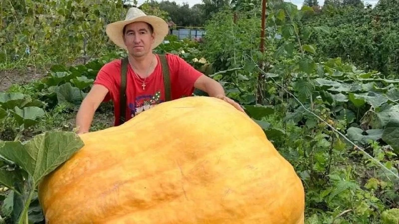 Тыква весом 270 кг выросла в деревне Шоркино