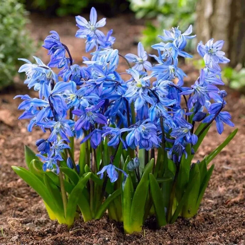 🌷 Сцилла сибирская — весеннее небо на вашей грядке!