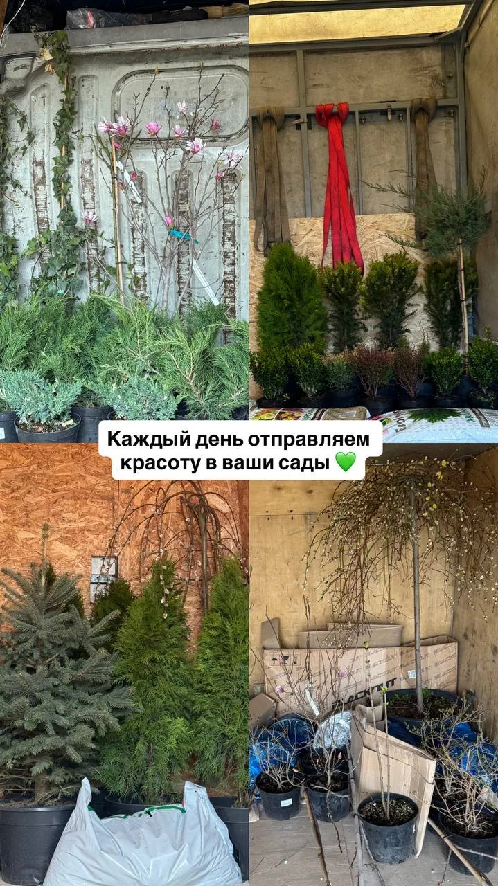 Растения активно разъезжаются по участкам 🌿