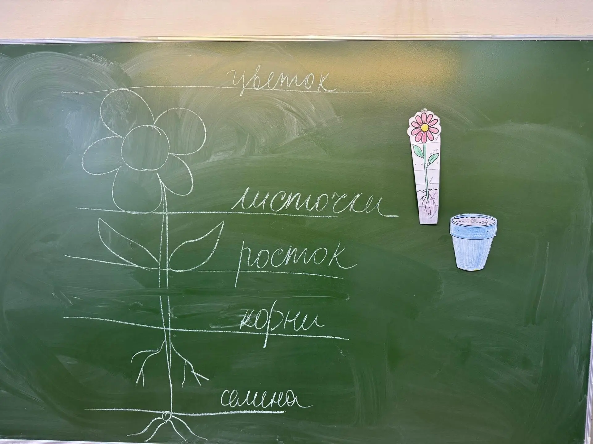 Мир растений изучали в объединении "Радуга природы". Этапы роста цветка от семечки до р...