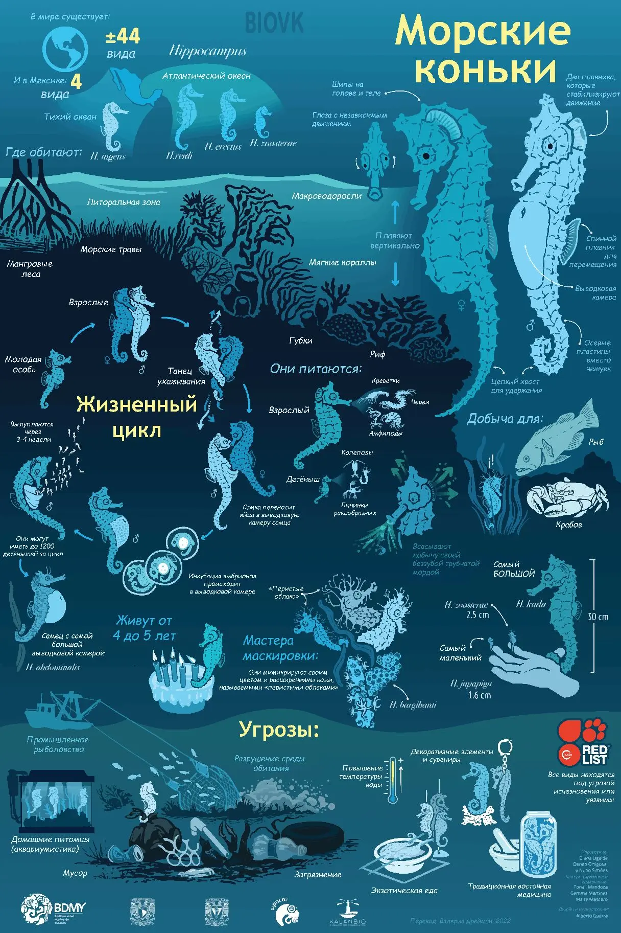 Насыщенная #инфографика по морским конькам, переведенная с испанского нашими силами. #и...