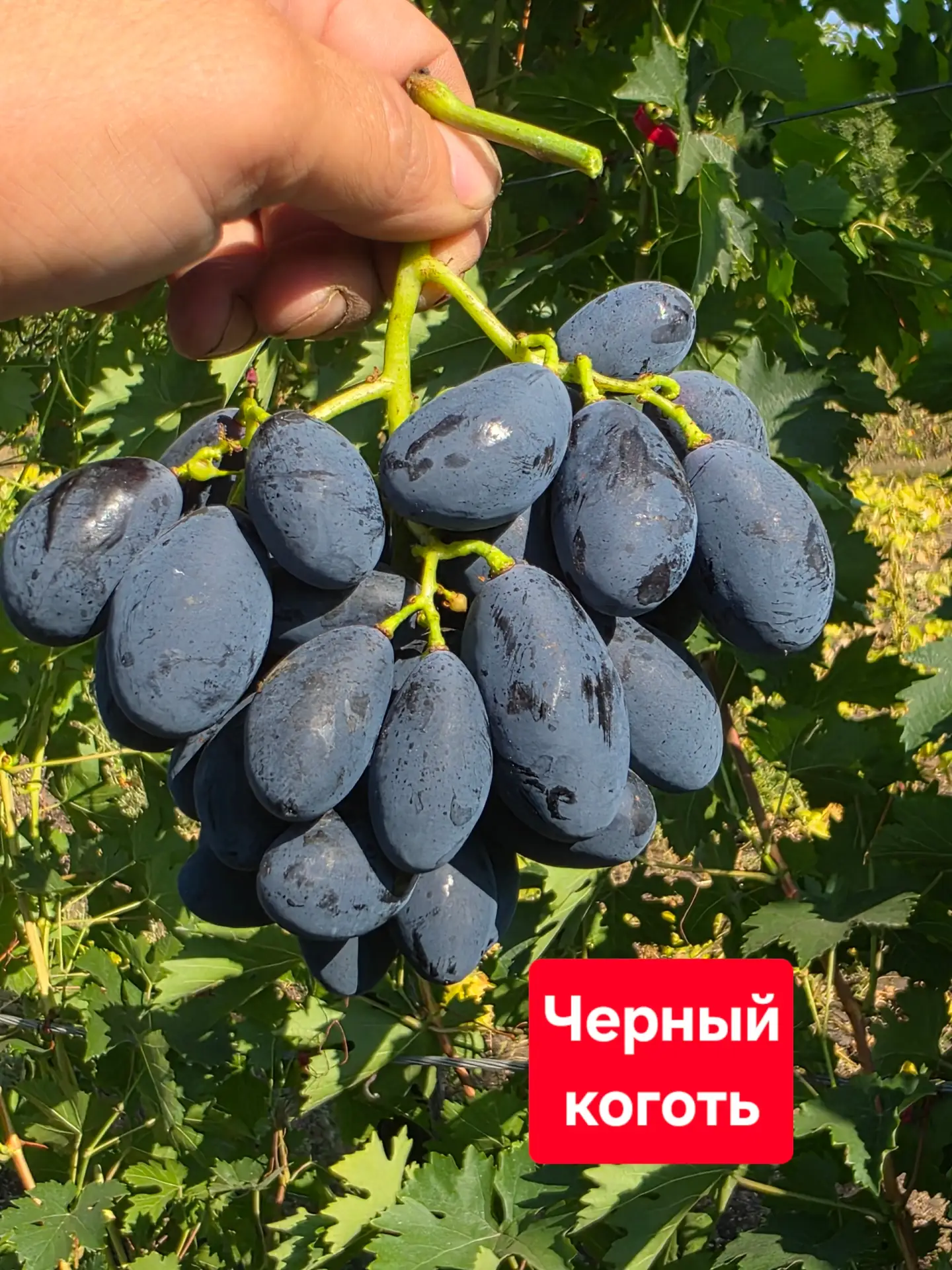 Белгородская область 03.09.2026