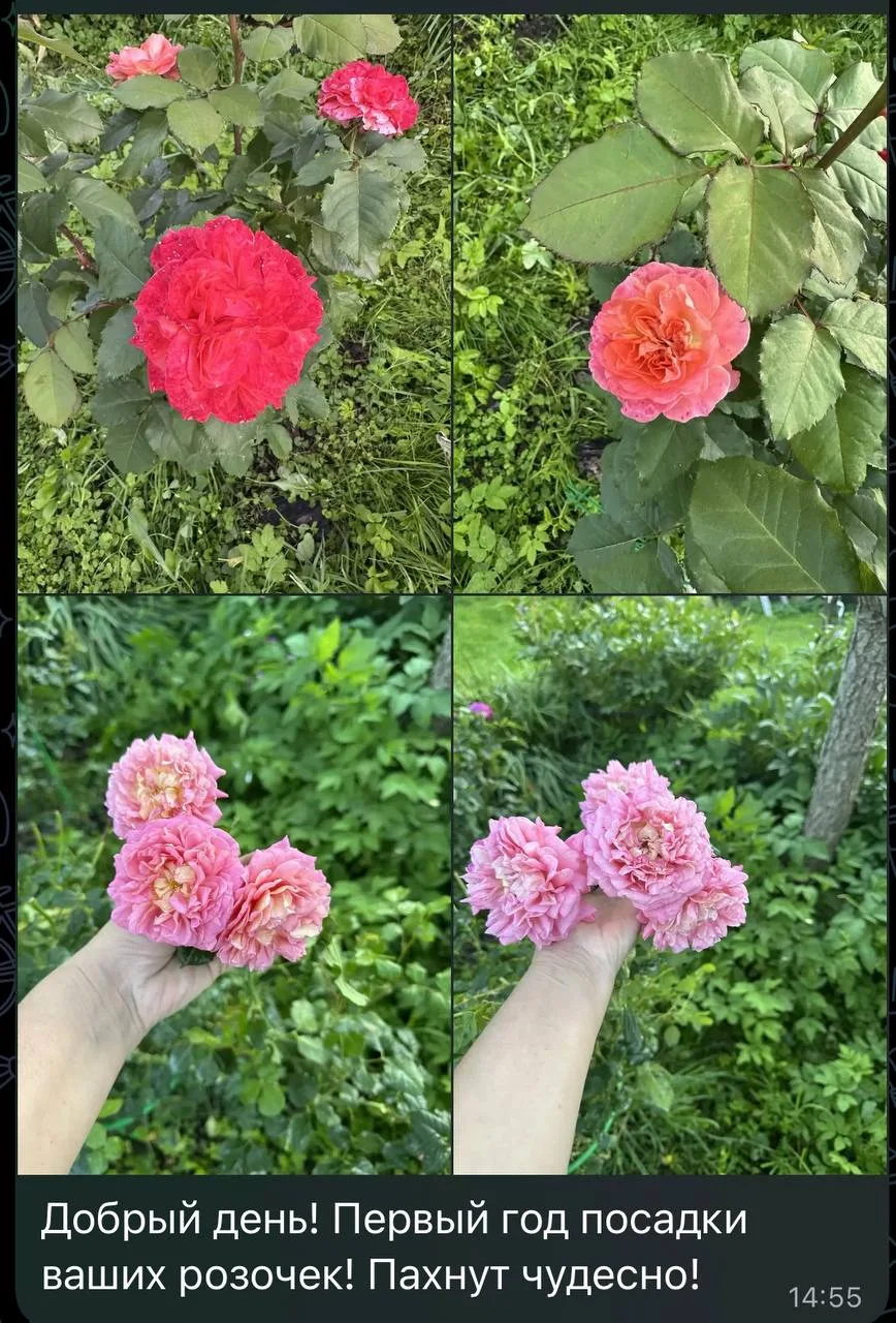 😍 ФОТО-ОТЗЫВ ЧУДЕСНЫХ РОЗОЧЕК! 🌹💗✨