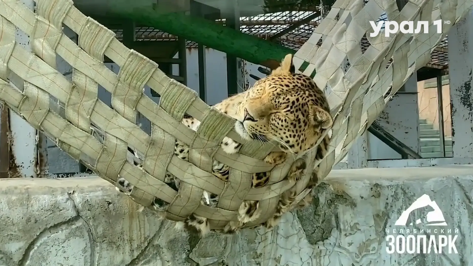 🐆🖤 УТРАТА В ЧЕЛЯБИНСКОМ ЗООПАРКЕ