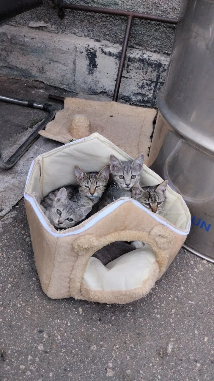 Помогите найти котятам новый дом 🏡