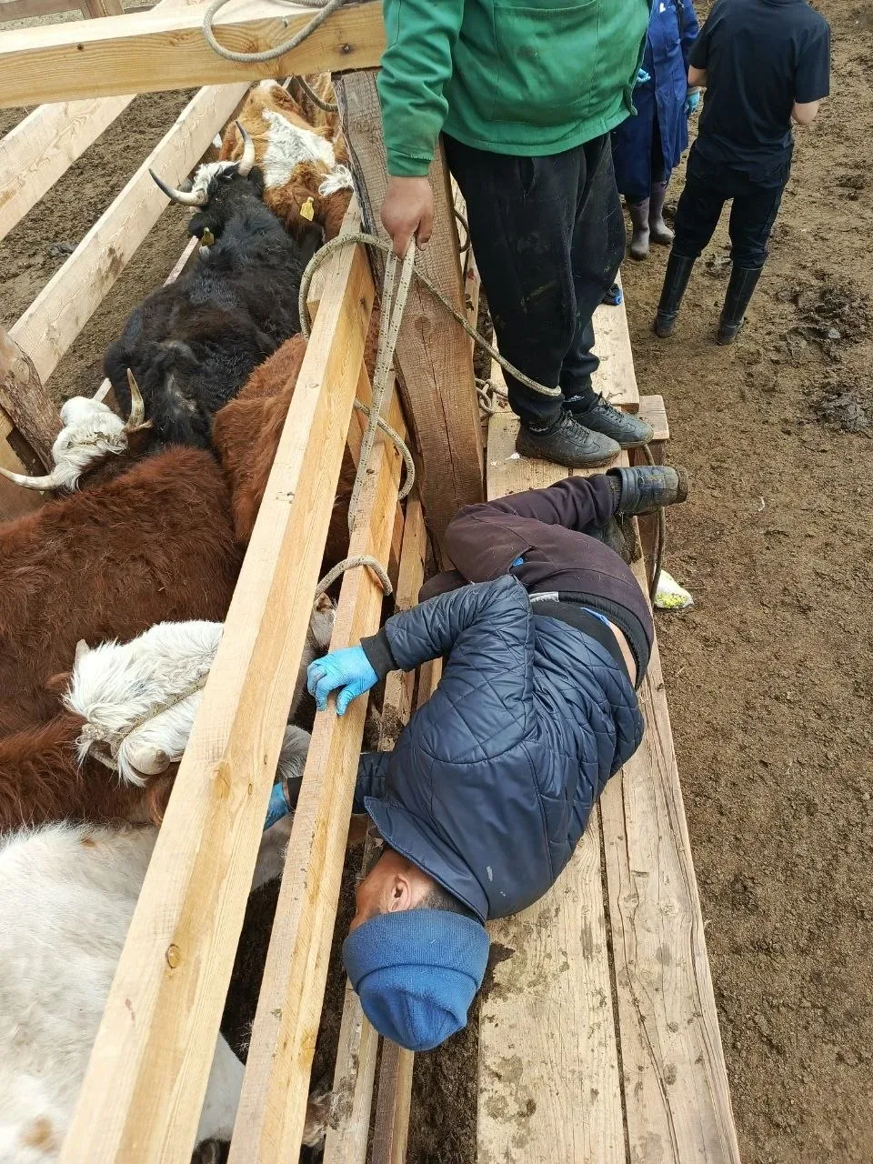 🐴Ветеринары Тувы проводят вакцинацию скота против сибирской язвы и эмкара