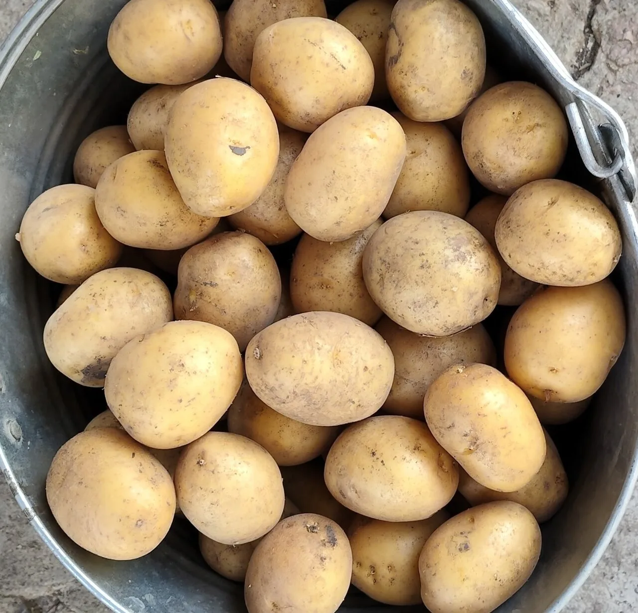 Продам домашнюю картошку