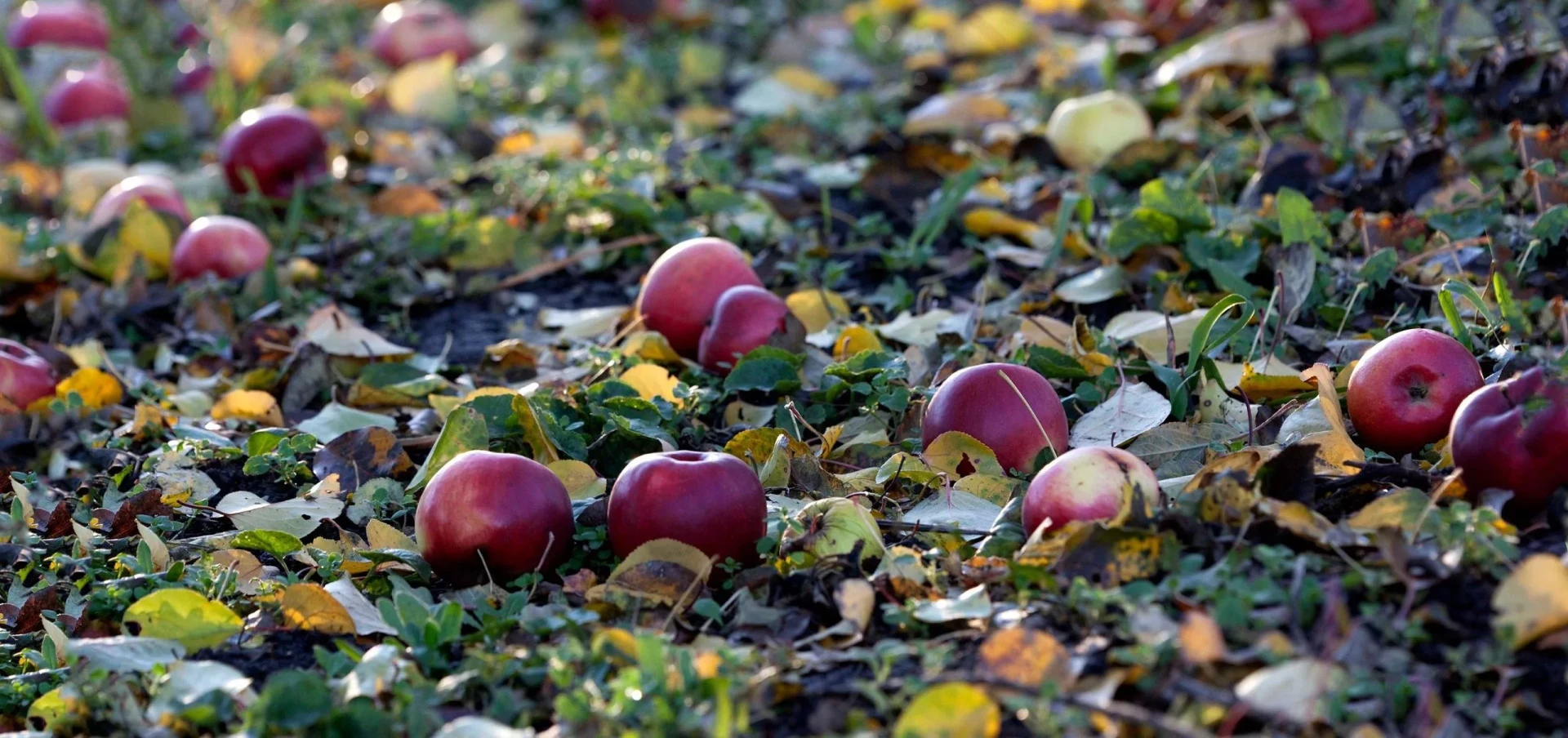 🍎 Падалица — не мусор, а ценное сырьё. Главное — убрать её из-под деревьев, чтобы не п...