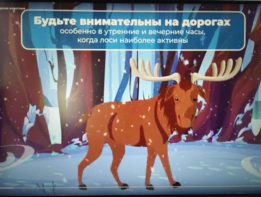 Осторожно: на дороге дикие животные