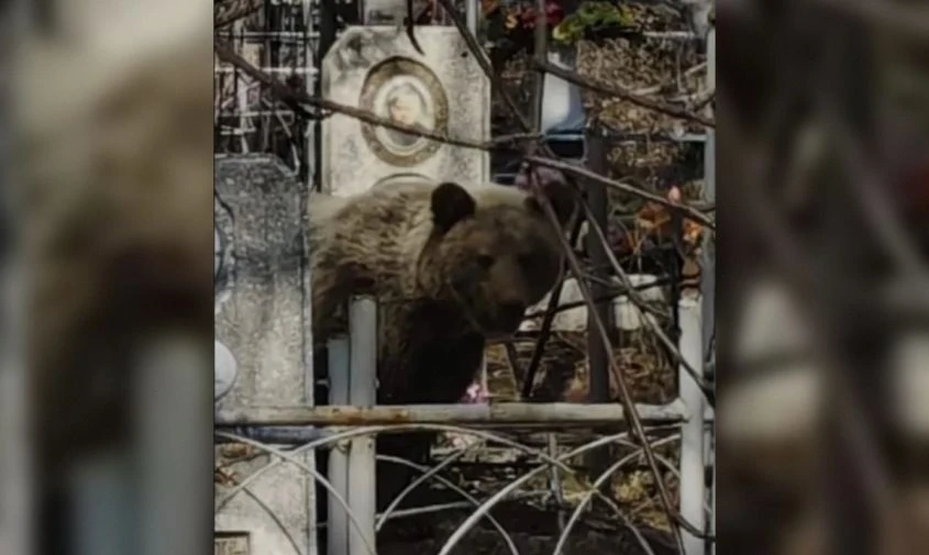 🐻 Голодные после спячки: охотоведы подтвердили появление медведя на кладбище в амурском поселке  В П
