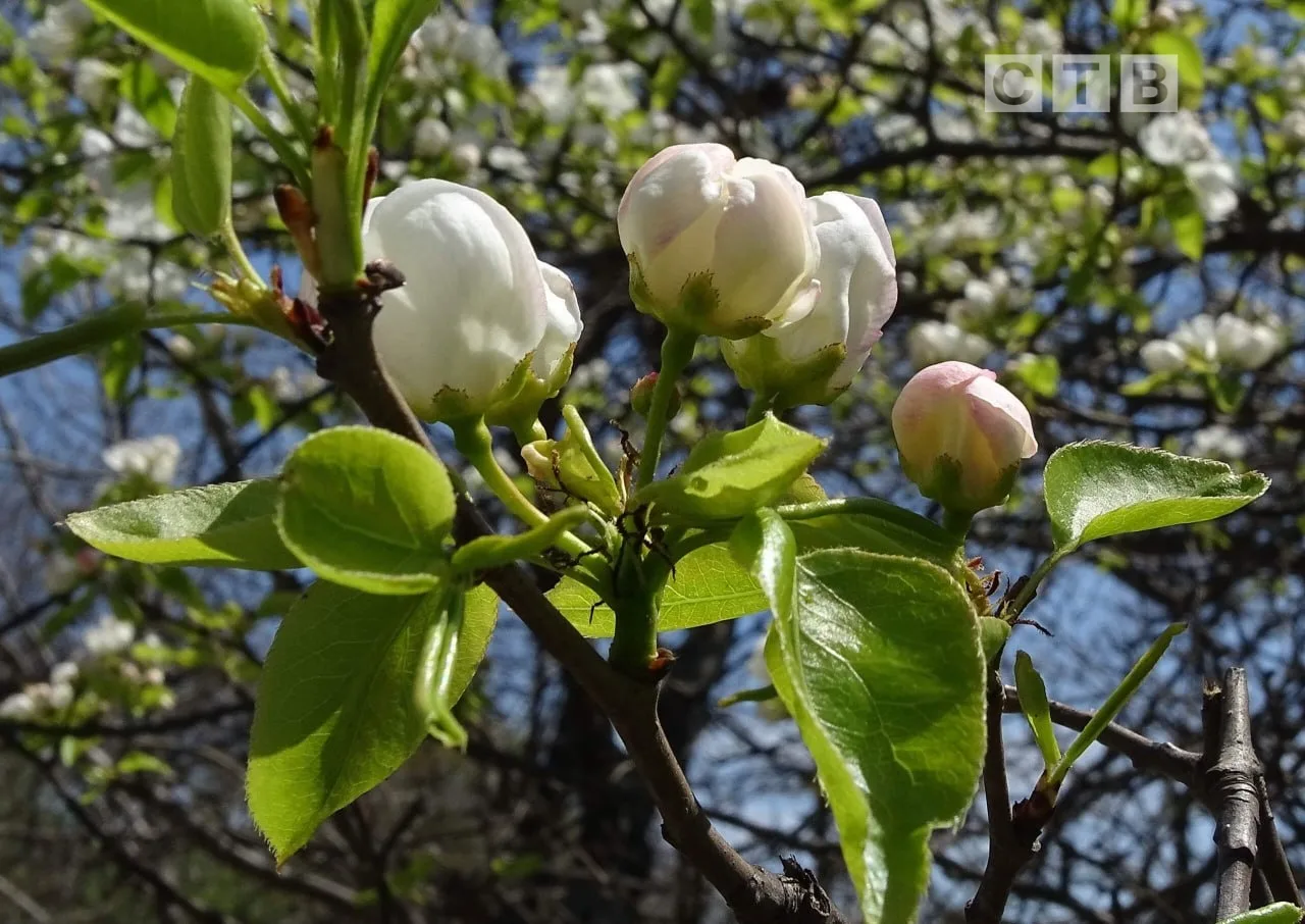 ✨Доброе утро, друзья!  🌸Приветствуем наступающий день, наслаждаясь чарующими снимками цветущего Пось
