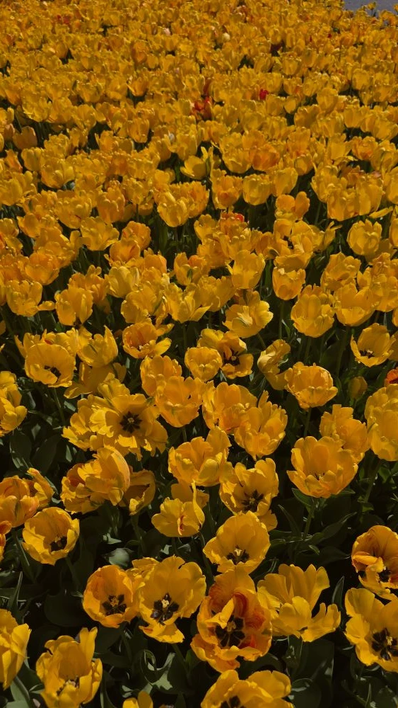 Жёлтые тюльпаны за мирное утро и вечную память. 9 Мая. 🙏💛