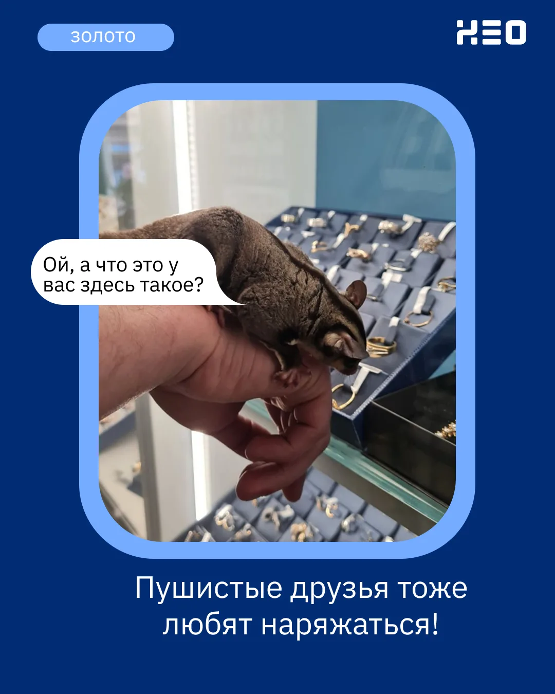 На днях забегал к нам пушистый гость, выбирал себе украшения для вечерних вылазок 💙