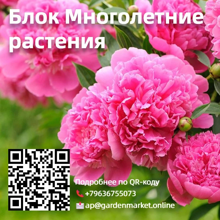 🌸Блок Многолетние растения

Чтобы оставаться на плаву в момент стремительного развития питомниковод
