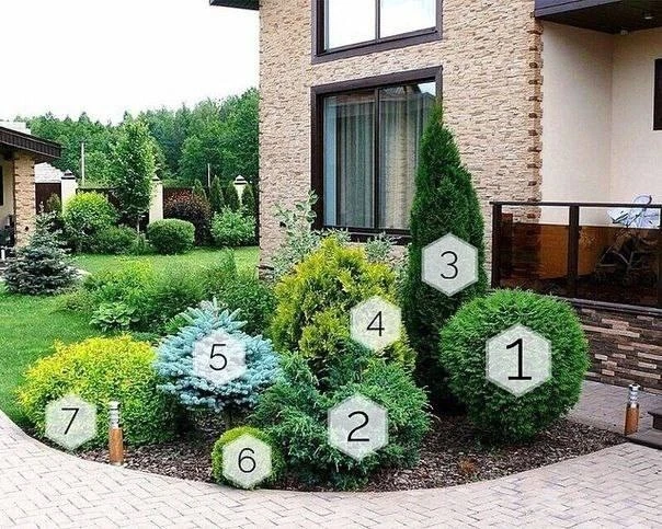 ПРИМЕР ЛАНДШАФТНОГО ДИЗАЙНА ИЗ ХВОЙНЫХ РАСТЕНИЙ 🌲