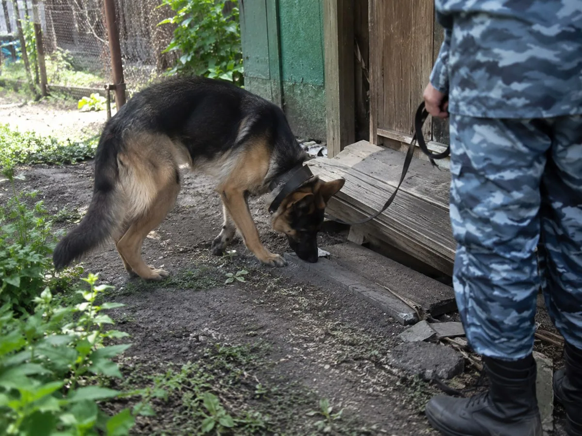 🐕 В Батайске служебная собака нашла коноплю, спрятанную под полом дома