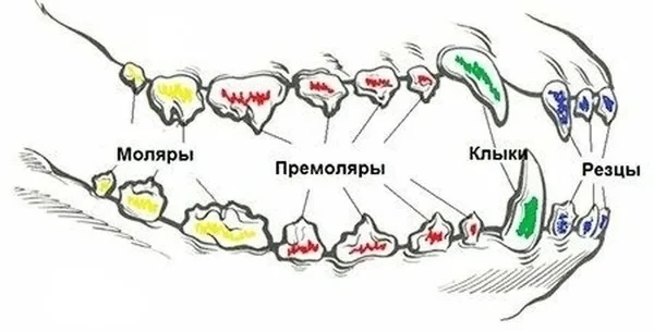 Все, что нужно знать о зубах собак