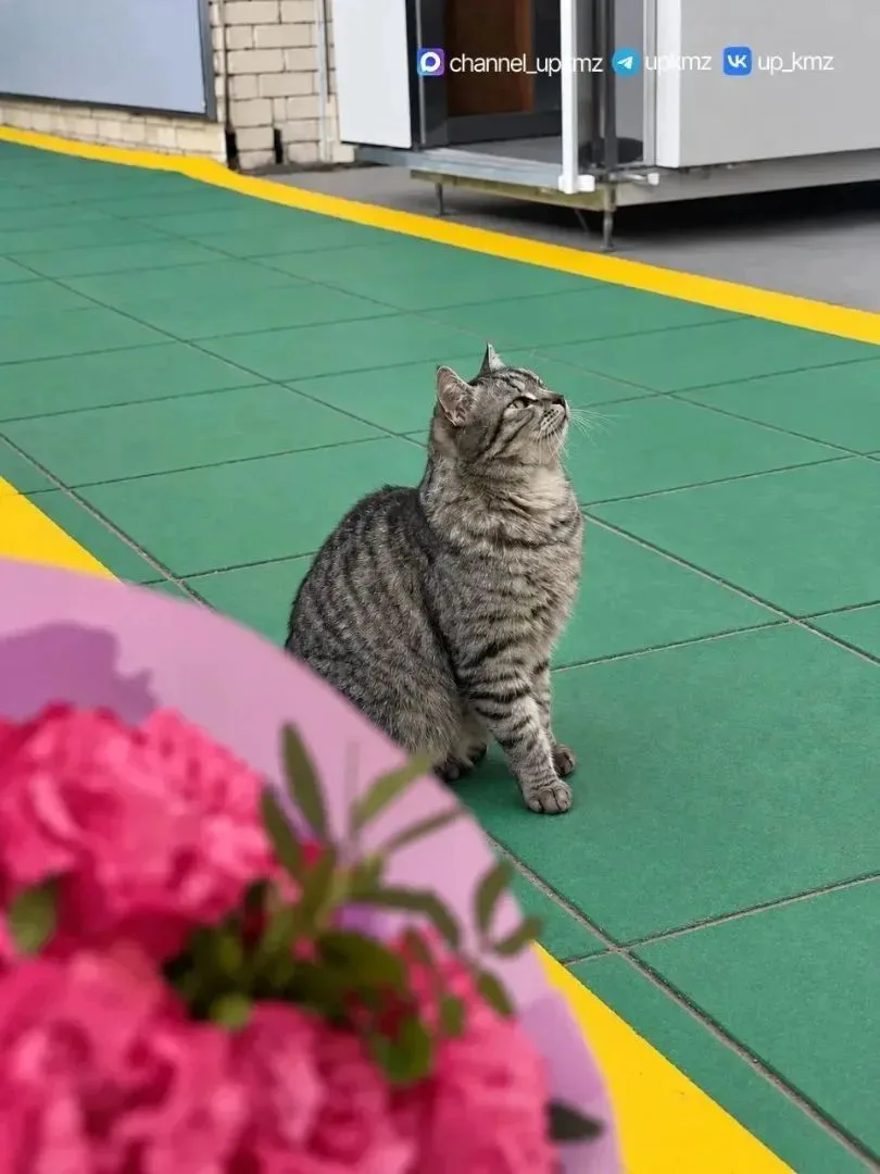 Кошки тоже любят цветы