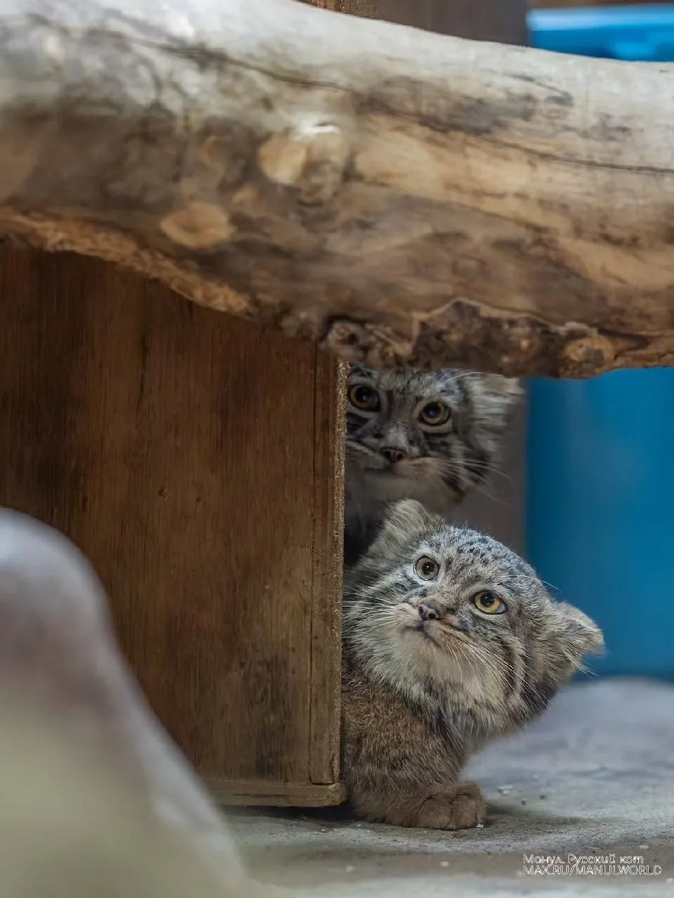 Любопытная Абрикос
Осторожный Фига

Манул.Русский кот©️