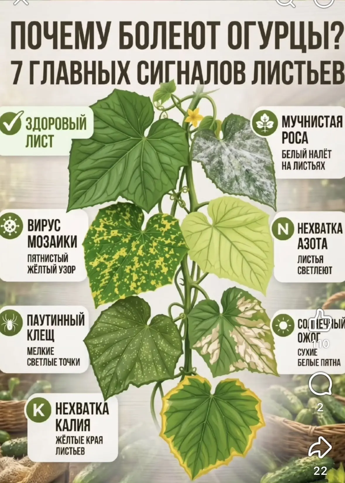 «Листья огурцов — зеркало огорода»