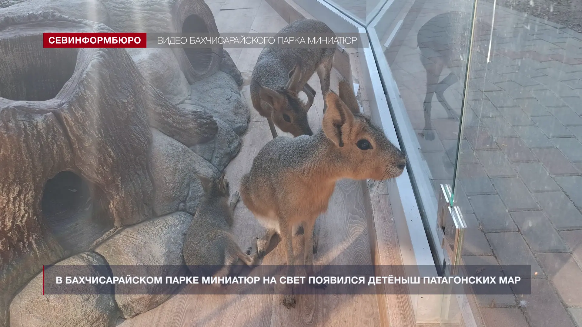 🐾В Бахчисарайском парке миниатюр появился на свет детёныш патагонских мар