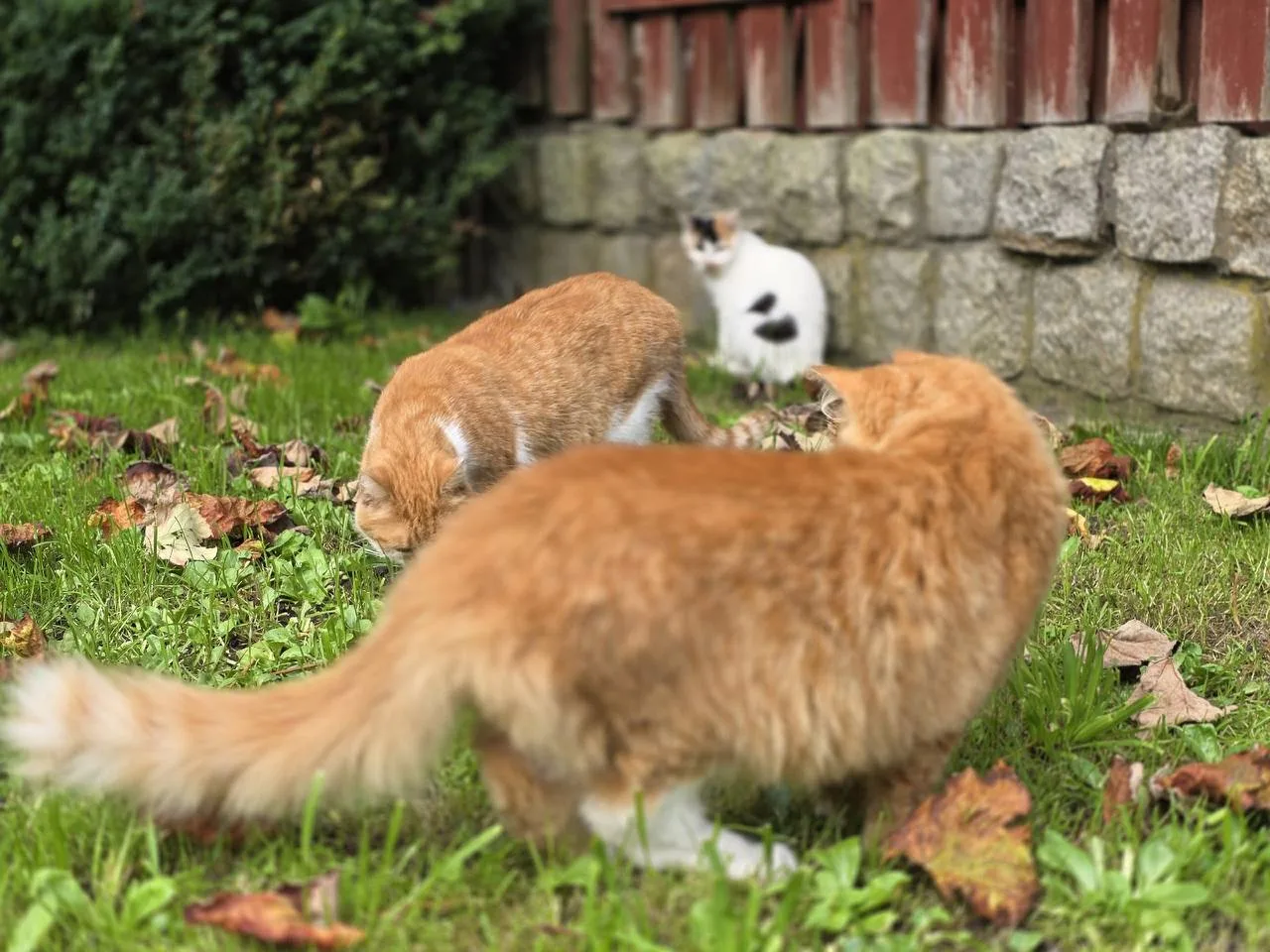 🐈 Кошачая рыжая семья живет на придомовой территории в ожидании теплого дома🏡