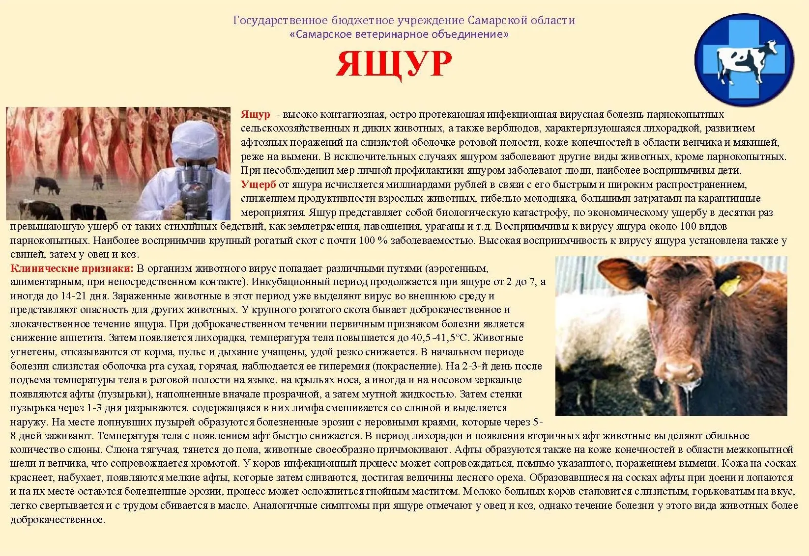 Как распознать ящур у крупнорогатого скота?