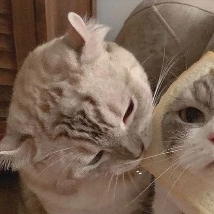версия с котиками