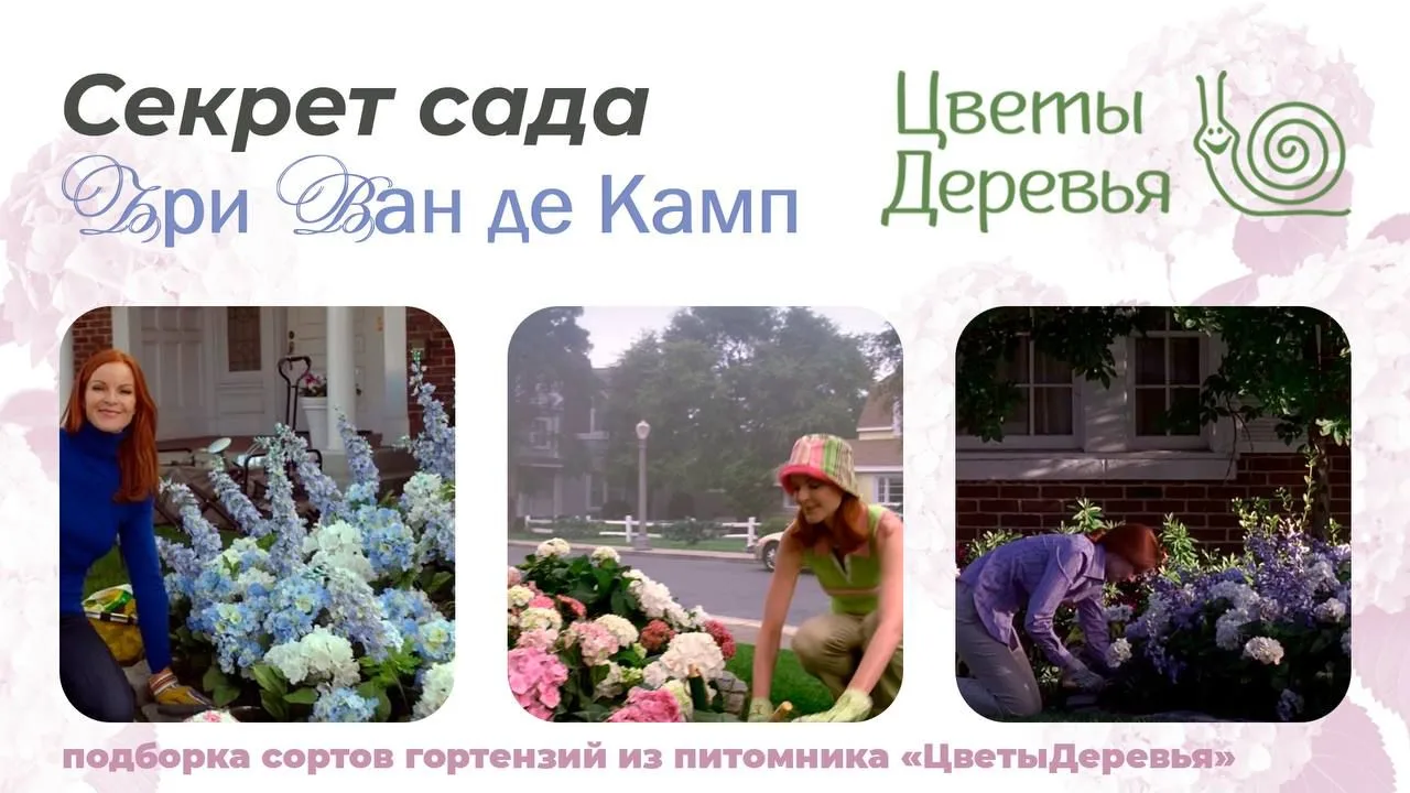 Какие гортензии выбрала бы Бри Ван де Камп для своего сада? 🌿