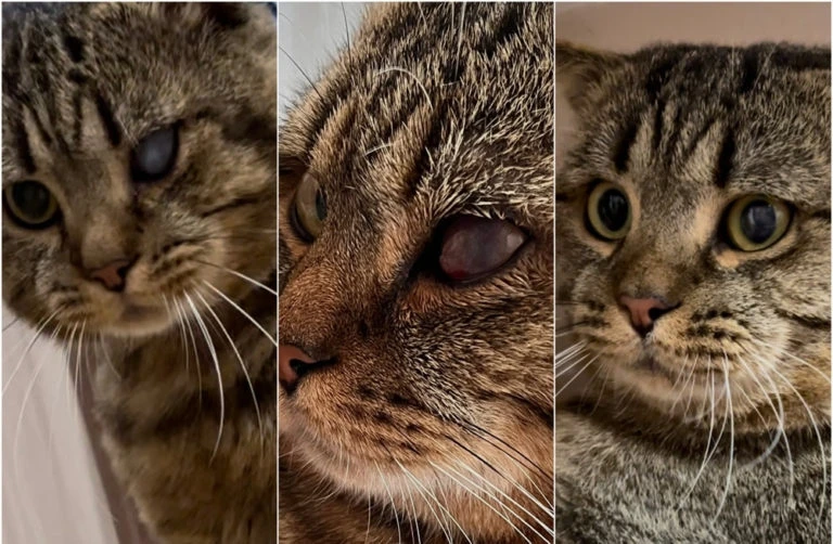 Язва роговицы у кошки или собаки🐈🐕