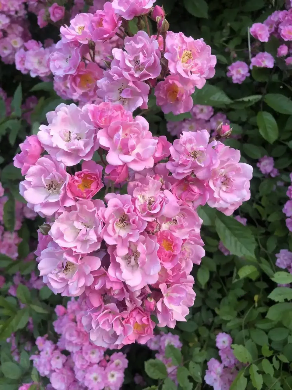 Цветущий Майкоп 💐
