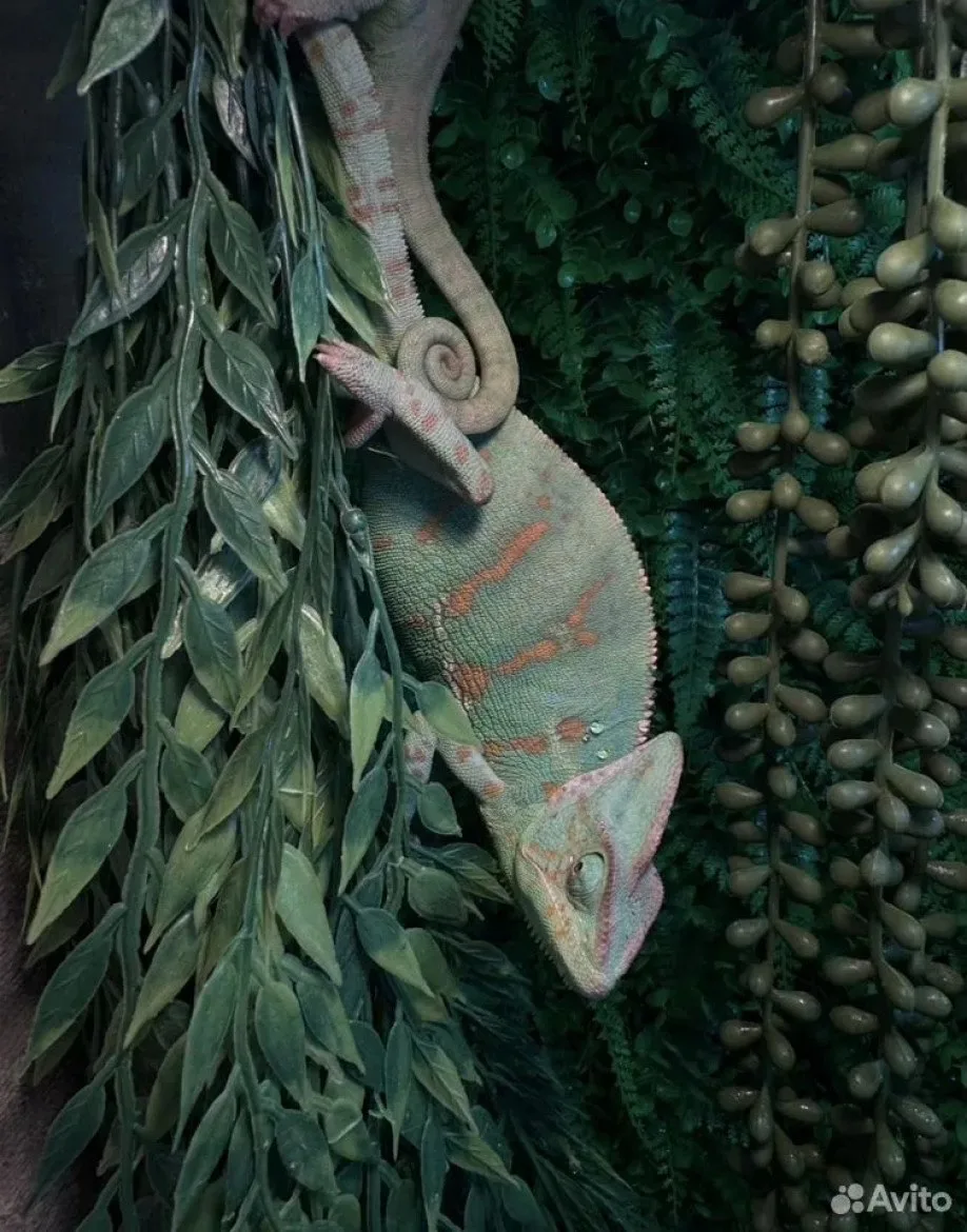 🦎Хамелеонов с собственной жилплощадью продают в Барнауле