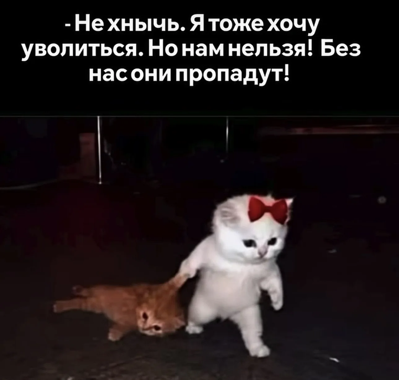 Жиза лютая ваще 🤣