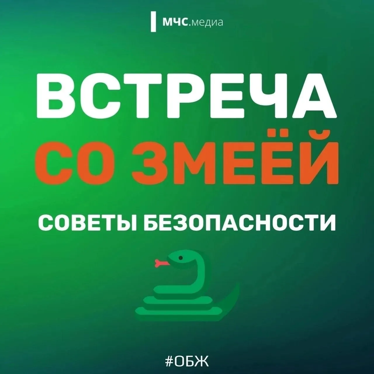 Змея: правила безопасности